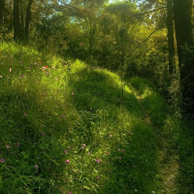 asledawoodfairy's profile picture. 