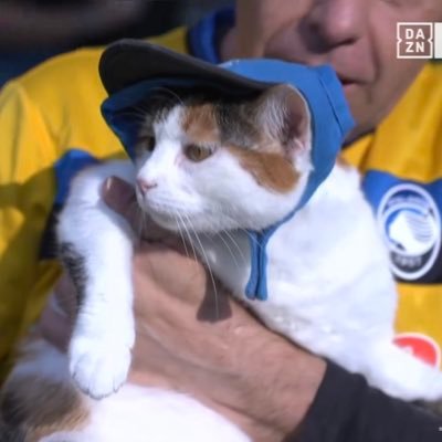 BergamoCat's profile picture. 