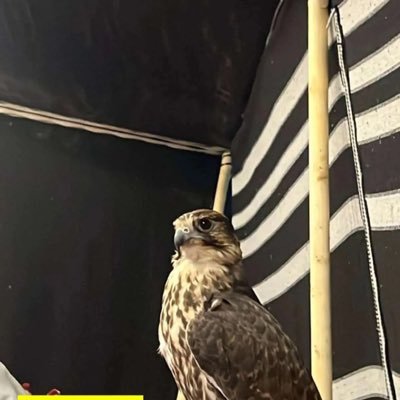 ry6800759554455's profile picture. عقبك نسيت الناس ياسيّد الناس… الهم والغربال بعدك لعبي