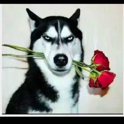 wzhlng498923's profile picture. 