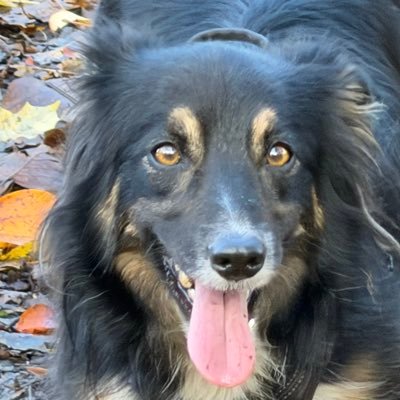 dogearedme's profile picture. 