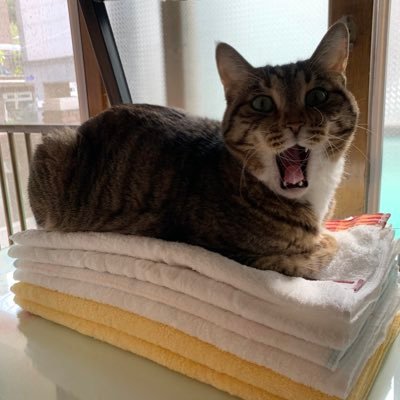 umtalktome's profile picture. 인류의 역사는 학대받은 자의 승리를 참을성 있게 기다려왔다