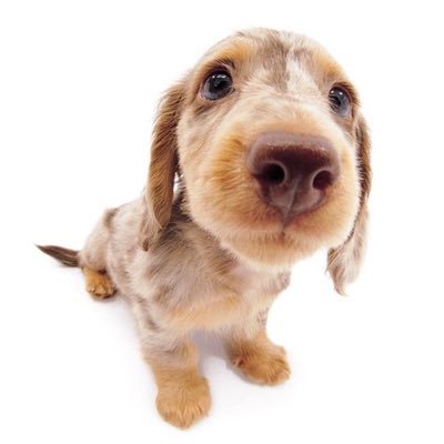 nyang_oo7's profile picture. 💤