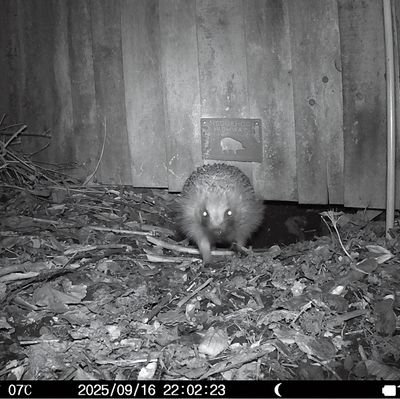 mikster_derby's profile picture. 'Usband to @heithus.
Dadmin for #Peanut & #Betty @JessFudge20.
Friend to all our visiting #Hedgehogs & #Bumblebees