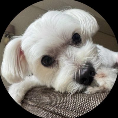 _xtaaalaaa's profile picture. only for razzles :) resting for a bit brb