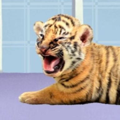 nextlevelsami's profile picture. juventud en extasis