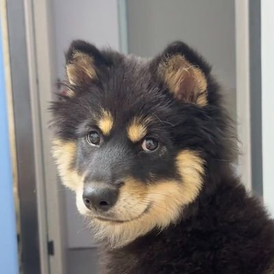 4FlipLover's profile picture. She/Her｜中文👌🏻English👌🏻日本語を少し｜🖤🩶🤍💜｜A fragile cyber otter｜無言フォロー大歓迎😎