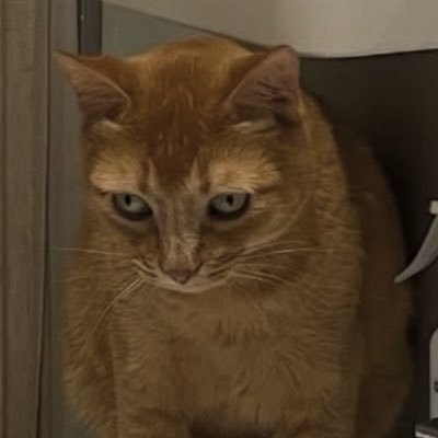 ashlleymo's profile picture. Co-founder of Liva AI (YC S25) | Caltech