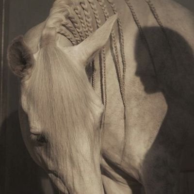 shaa_shw1's profile picture. #بدايـــــهہ