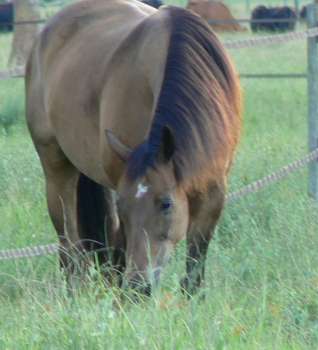 Artisan Jeweler with my primary focus being equestrian flair gemstone jewelry and horseshoes.
