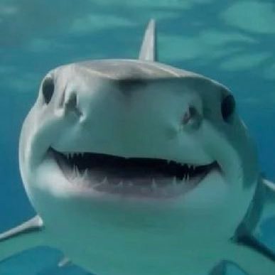 sharkingmyit's profile picture. the hr shark and trans dennis whitaker guy 🏳️‍⚧️