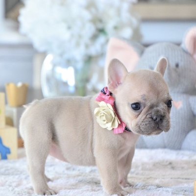 Frenchie_groom's profile picture. 🐶 Obsessed with Frenchie Bulls | Sharing tips, trends & all the cuteness 🐾 | For true Frenchie lovers only 💙