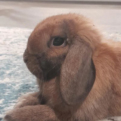 netzach3333971's profile picture. i am 26 years old and depresed. 🏳️‍⚧️. i lovr my grandma @Binah482964💚

Chesed DNI. Fuck you