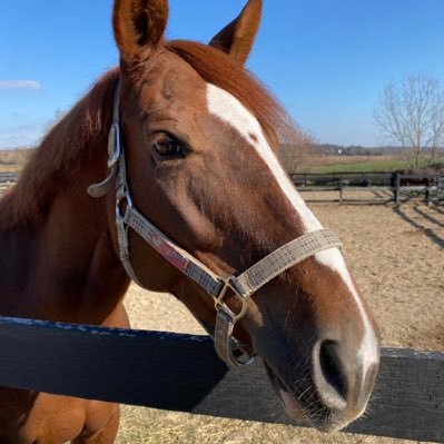 The2ndDrOrgel's profile picture. Been here since 2015 but nuked twice by Support. Raised in MN, heart is in NC, but my ass is stuck in IL. 🎹 DMA 🏦 MBA ✝️ ⚾️