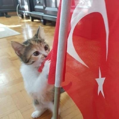 Haticetatliii's profile picture. 