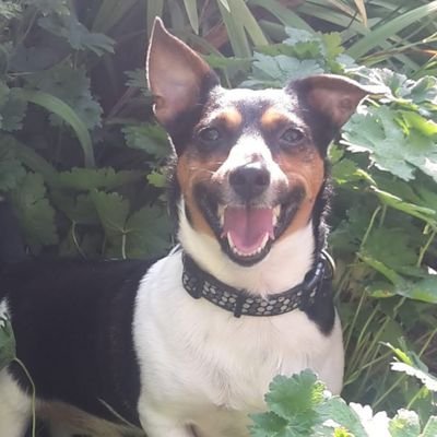 _LadyT1111_'s profile picture. 💖#GenX #AnimalLover #AnimalsLivesMatter #Wildlife #Nature #Music #Festivals #Travel #Outdoors #Spiritual #ChildfreeByChoice #BritishPatriot 🚫DMs,Porn,Crypto🚫