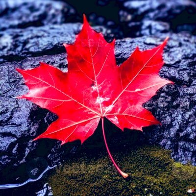 Rostam198's profile picture. 