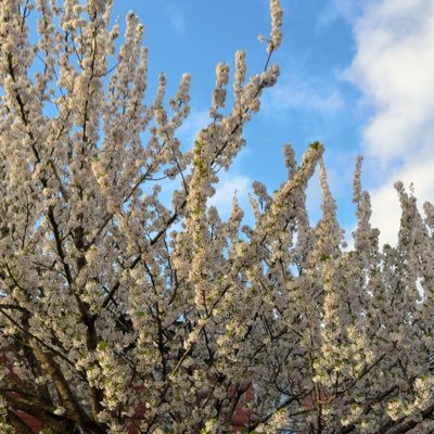 Farhankhan3595's profile picture. Patriotic pakistani