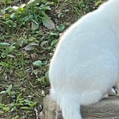 yumenonakaesa's profile picture. 