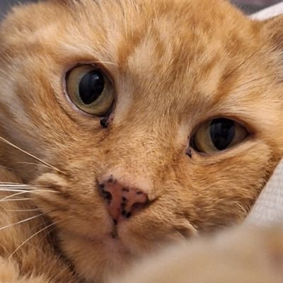 Francene8114's profile picture. Lover of life, laughter,  liberty and bitcoin.   Patriot,  love my country 🇺🇸