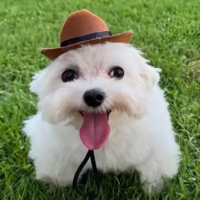 Dominic_Jenk's profile picture. Whoever finds their life will lose it, and whoever loses their life for my sake will find it. Matthew 10:39