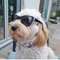 Zen-ish21/3#GreenParty🐝 BanHunting/Shooting🦊🐘🐳 (@zenish221) 's Twitter Profile Photo