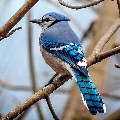 ChickenLegsMx's profile picture. Obselva La Manera...