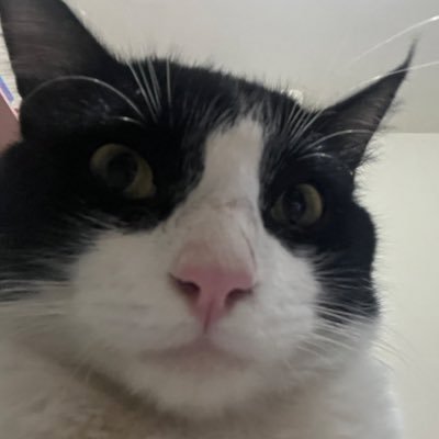 holasoypolaa's profile picture. live, laugh, love laufey