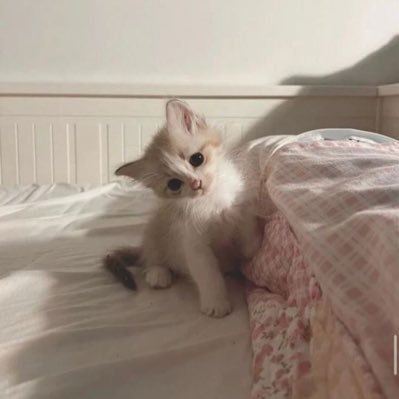 quokka_luvyou's profile picture. ○ 中/ENG/MLY ○ For dealing/updates/archives ○