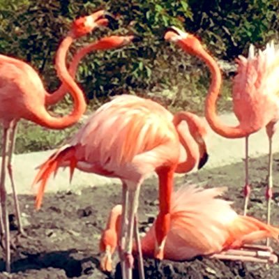 SuzyTay's profile picture. South Florida by way of Pittsburgh, PA.