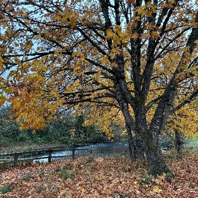 sofiaapedrotti's profile picture. 