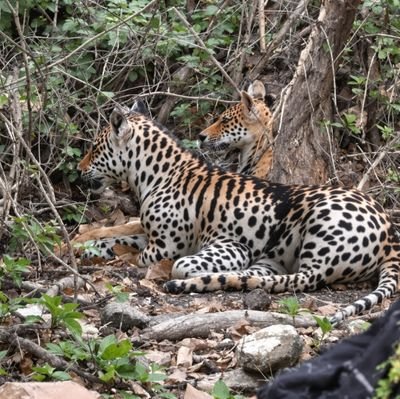 IbrahimI67305's profile picture. Animal wildlife 🐒🐺🦊🦝🐩🐱🐈🦁🐯🐅🐆🐘🦅🦅