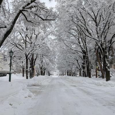 greatpunkin's profile picture. 生物進化に興味のある札幌在住の研究者。専門は光合成。最近は緑藻→陸上植物への光合成の進化をライフワークにしています。子供との日々の暮らしや学習記録が多め。