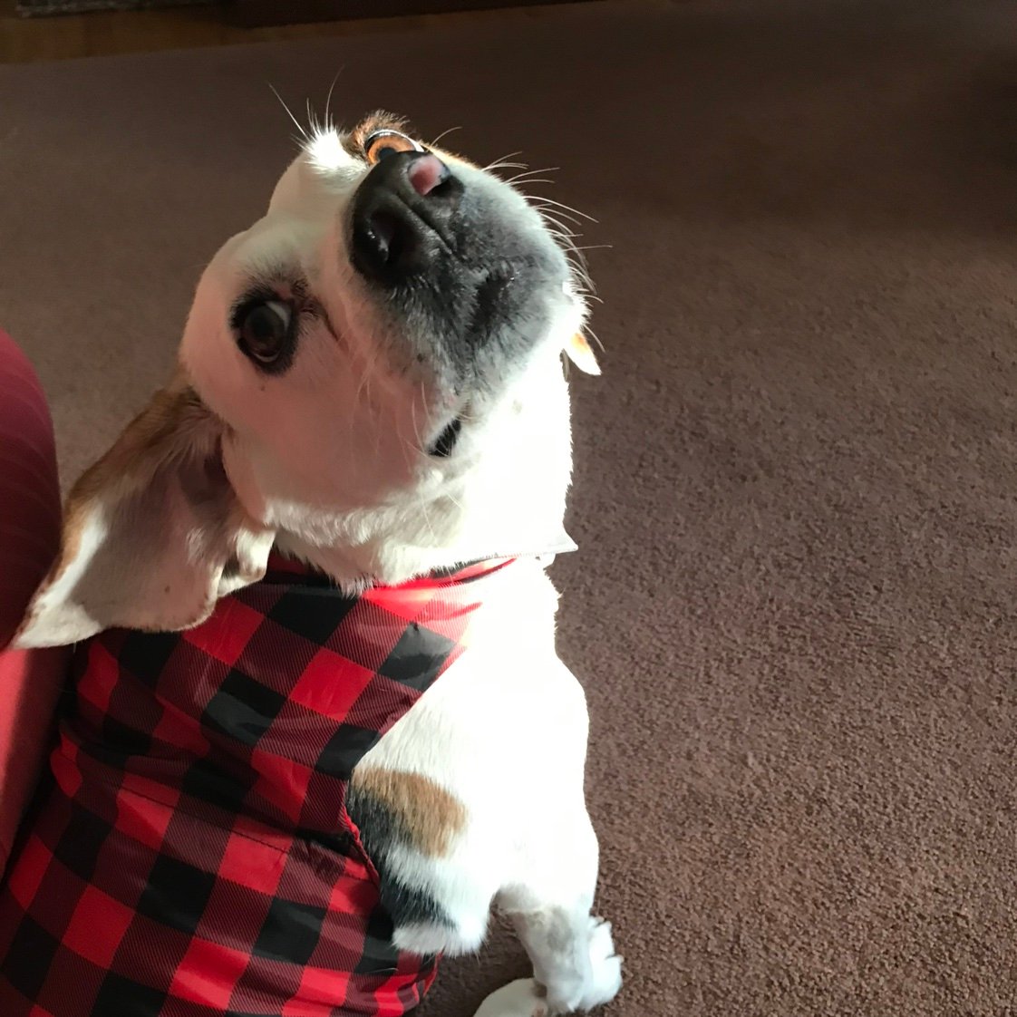 Lospin412's profile picture. I support MAGA. I am a low income American disabled citizen. I voted for TRUMP! Democrats care more about undocumented immigrants than their own Americans.