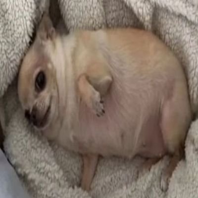 binoplastia's profile picture. misterio da vida encalçado num sinto de sintaxe taxi taque-se taxi follow that car