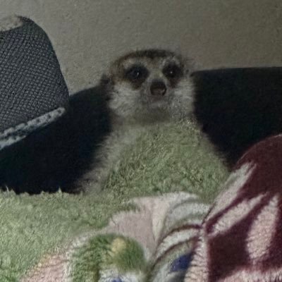 okaki_moto's profile picture. 平民です。サーキット走るのとお酒と動物と車が少々好きなカキモトです。