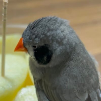 hibiking080's profile picture. 