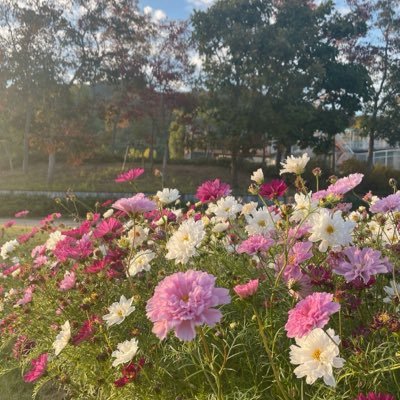 micorin508's profile picture. 無言フォローお許し下さい🙏 兵庫県に娘一家が居住。 嘘、誤魔化しが、まかり通っている、兵庫県の現状を許す事が出来ません。孫達の為に自分の出来る事をやる！兵庫県が正常に戻る迄、諦めません。