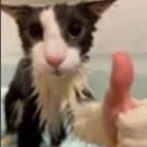 altandaura's profile picture. durable as fuck