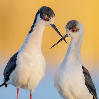 AdoctorH's profile picture. He loves making love passionately