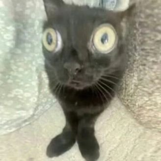 box608234569896's profile picture. 🇨🇳Just call me box，thank you^-^/  ❗️May create NSFW content❗️