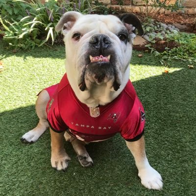 Lil_Fen's profile picture. Named after my favorite quarterback....Trying to fill the big shoes of my awesome brother and best pal, Fenway (4/25/06 - 11/17/16)....aka Swaggy B