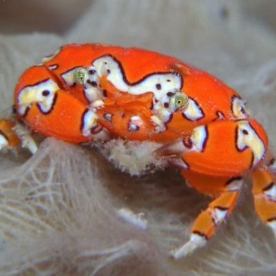 Pyro_maniac_IDK's profile picture. They/He 19| I’m mainly here to reblog things I’m interested and make moots| |I’m currently consumed by old man yaoi 🥚🪨