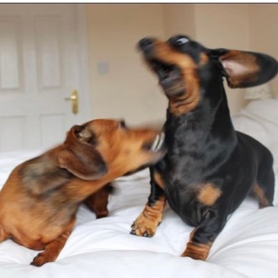 dra_chocozepam's profile picture. Dormir y cantar /No estoy enojada, así tengo la cara/Chocoforever/🇦🇷⭐️⭐️⭐️/#Psiquiatra del psiquiátrico #ComandoPsycho