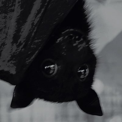 guysperpilled's profile picture. iwtv ⋅ hannibal ⋅ talamasca | queer | not new to fandom spaces