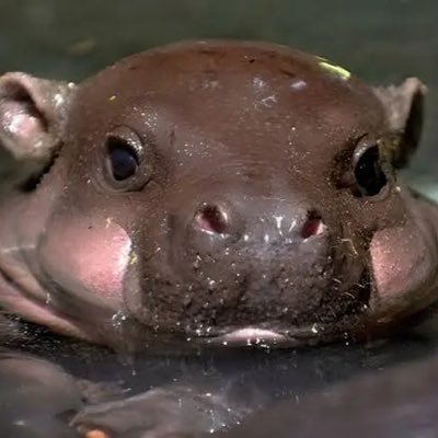 Elhipporenacido's profile picture. Ah, it is the fault of our science that it wants to explain all; and if it explain not, then it says there is nothing to explain. Bram Stoker, Dracula🦛