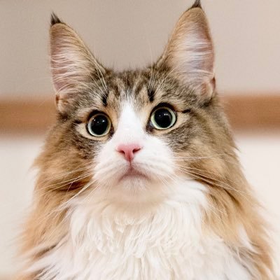 t_f__0's profile picture. #SecHack365&#039;25 開発駆動