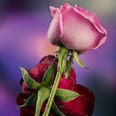 Ayzaan98434984's profile picture. Hyderabad,  Telengana. 

-----------------------------------------------