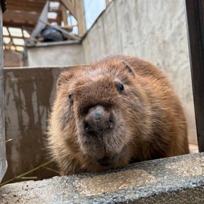 jyuttan's profile picture. 