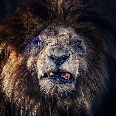 Onibla77's profile picture. 